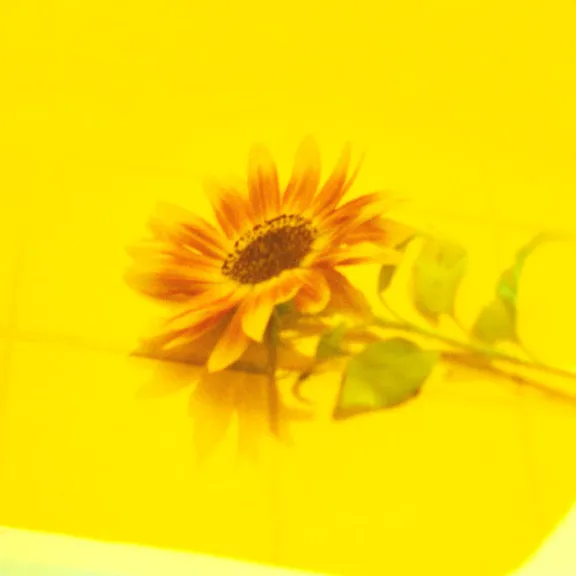 꽃